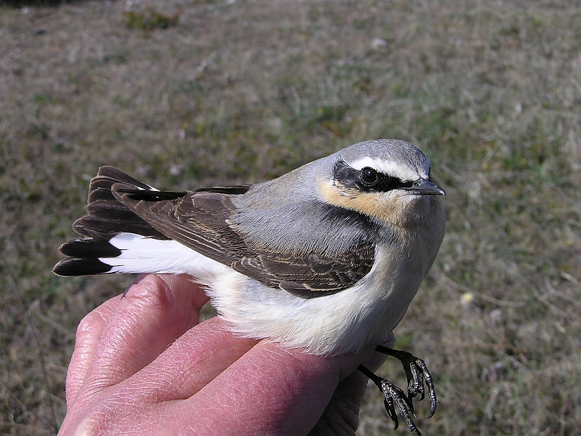 Northern Wheatear, Sundre 20050514